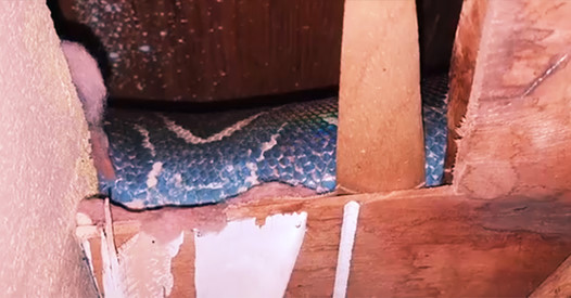 Florida family discovers 6-foot boa constrictor that was living in attic for up to four years Florida family discovers 6-foot boa constrictor that was living in attic for up to four years