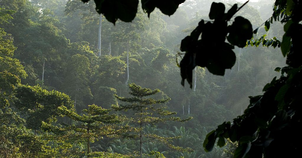 National Security Threat Unfolds as Illegal Settlements Overrun Ghana’s Subri Forest Reserve National Security Threat Unfolds as Illegal Settlements Overrun Ghana’s Subri Forest Reserve