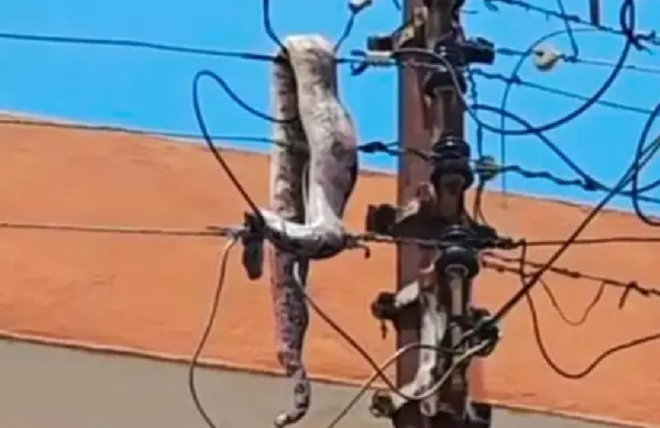 Snake causes power outage in the Ashanti Region Snake causes power outage in the Ashanti Region