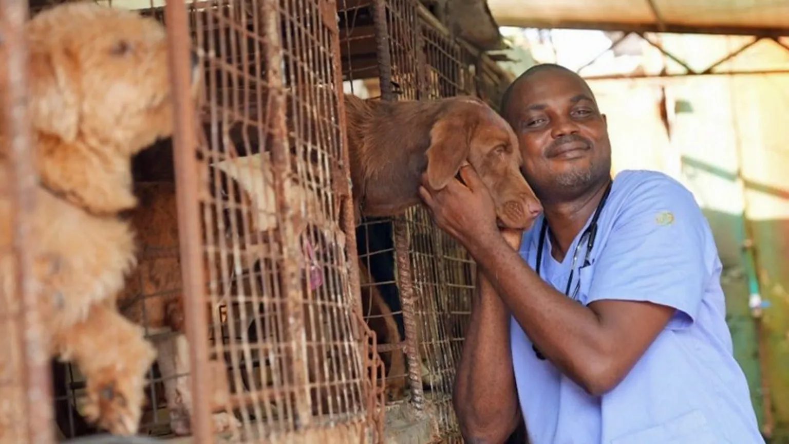 Heartbreak as cash-strapped Nigerians abandon their pets