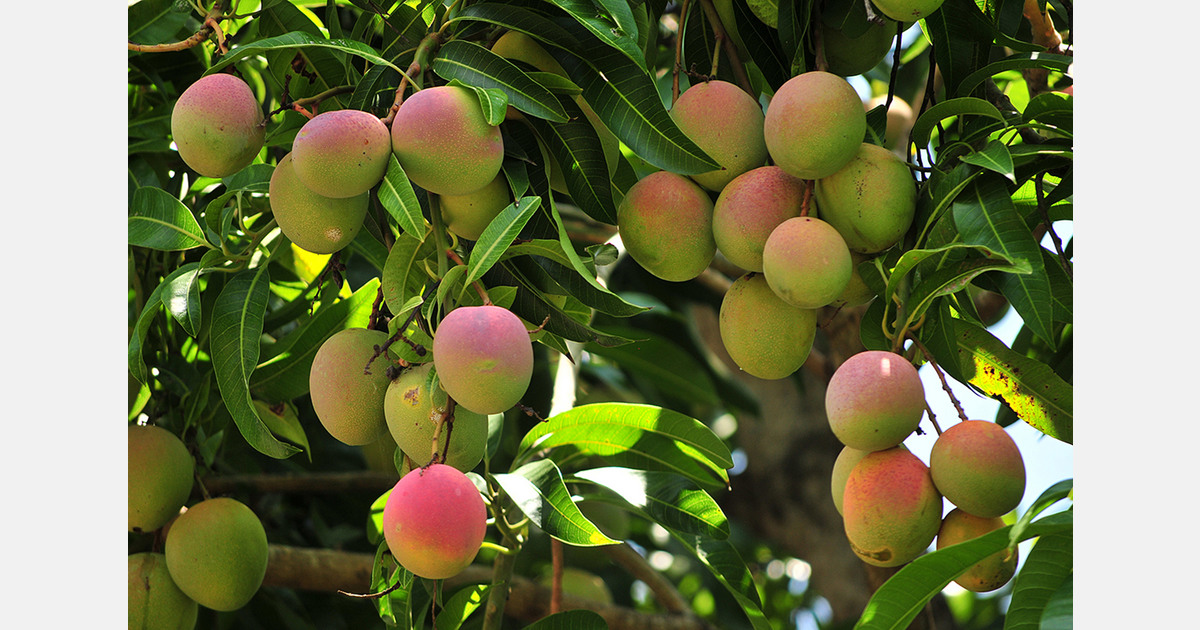 New Agricultural Resource Centre Boosts Ghana’s Mango Farmers